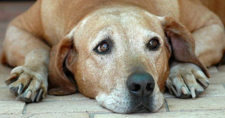 Alter Hund Fällt Um Und Schreit wamiz.de